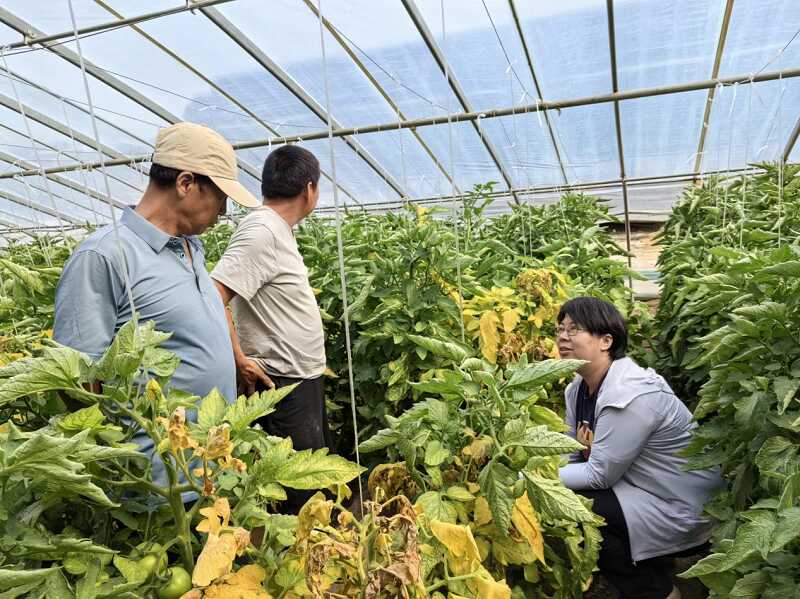 市农科院植保所优秀农业科技特派员项目“设施番茄连作障碍绿色防控技术的研究应用”结题