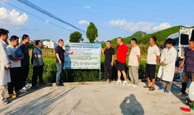 病虫绿色防控新技术出成效｜生姜减药增效深受农户欢迎