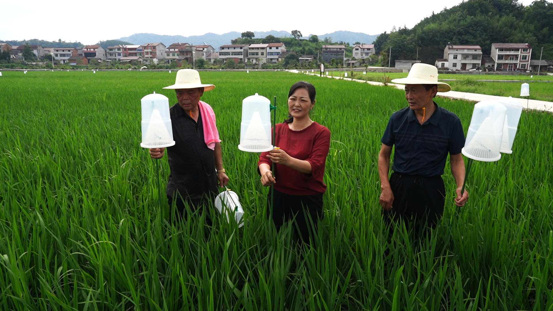 县农业农村局：绿色防控为粮食生产护航