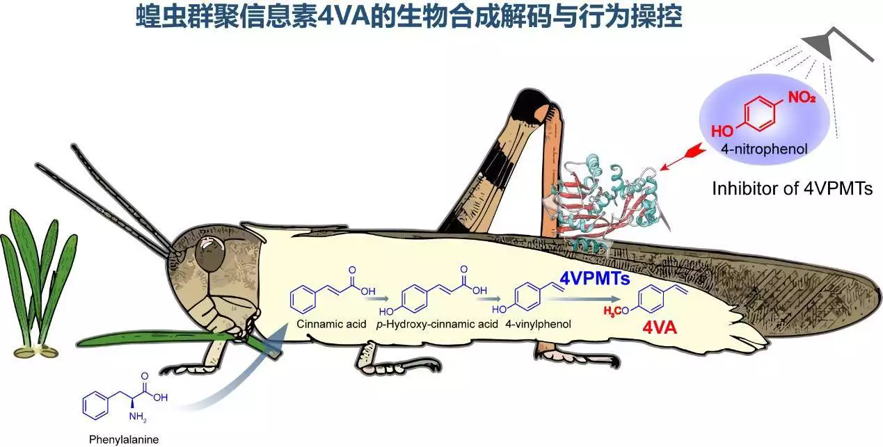 开辟农业害虫绿色防控新路径 我国科学家防御蝗灾研究有新进展