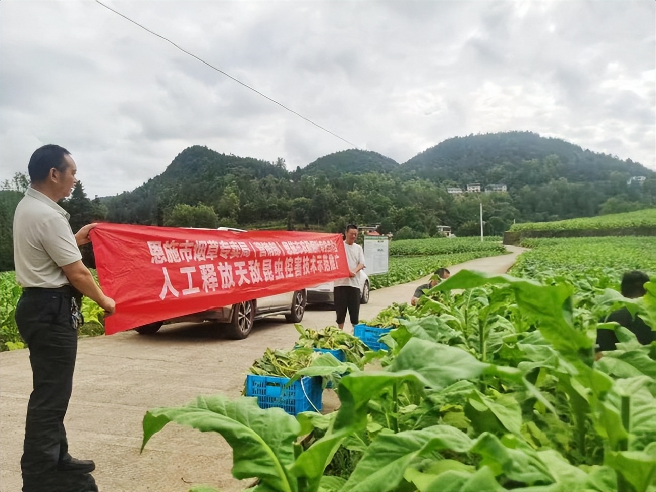 绿色防控筑屏障 “金叶”飘香生态美